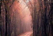 雷速直播- 体操夜战：瓯越飞鹰队绝杀庐州犀牛队，速度优势明显二次进攻频频奏效